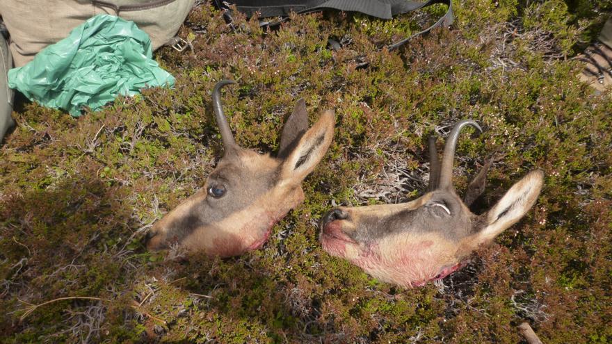 Rebecos decapitados por cazadores furtivos. Foto: Ecologistas de Asturias