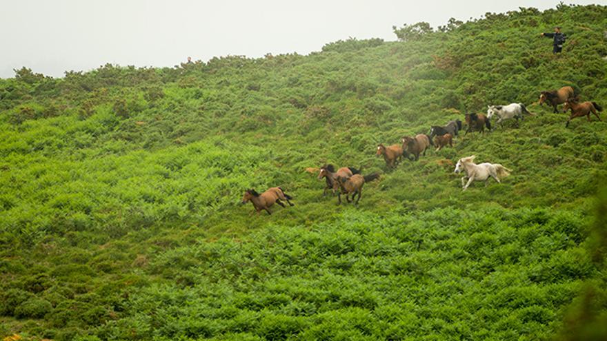 Los vecinos de Sabucedo acompañados por los visitantes dirigen a los caballos al 'peón'. Foto: El caballo de Nietzsche