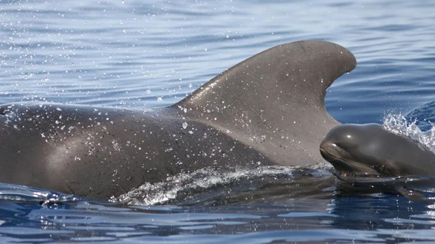 La ballena calderón es una de las especies de cetáceos en peligro por las prospecciones petrolíferas. Foto: Sociedad para el Estudio de los Cetáceos en el Archipiélago Canario (CECAC)