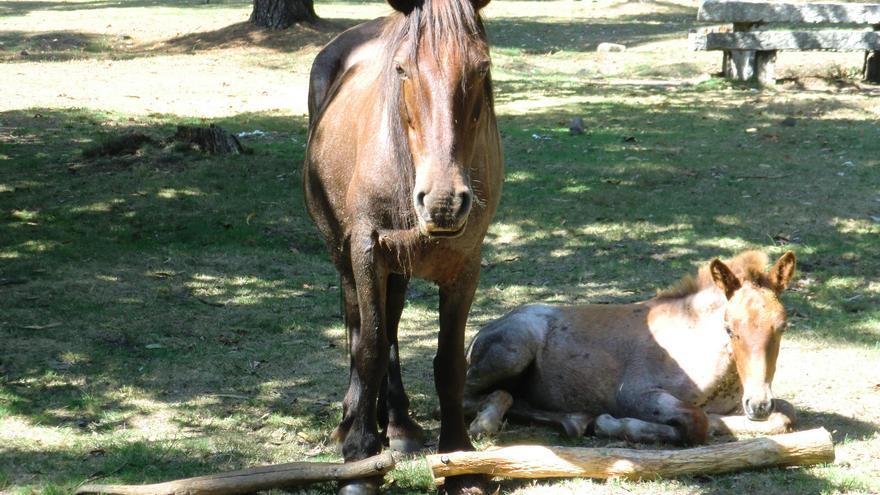 Un caballo en Galicia con cepos que inmovilizan sus patas. Foto cedida por Libera!