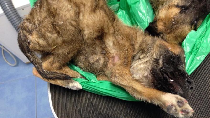 Dos de los cachorros encontrados muertos y en terribles condiciones en la perrera denunciada