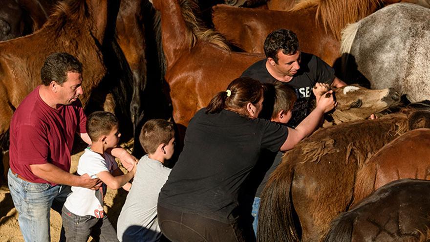 El 'curro' comienza con la retirada de los potros de la mano de los niños ayudados por sus familiares. Foto: El caballo de Nietzsche