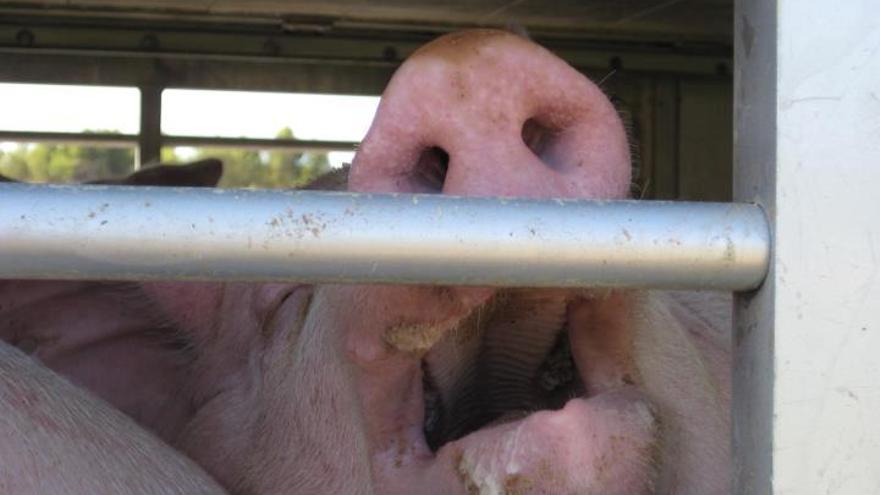 Un cerdo sufriendo las terribles condiciones de su transporte al matadero. Foto: Animals' Angels / ANDA