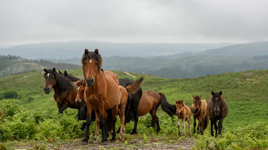 Los caballos son localizados y cercados hasta su acorralamiento. Foto: El caballo de Nietzsche