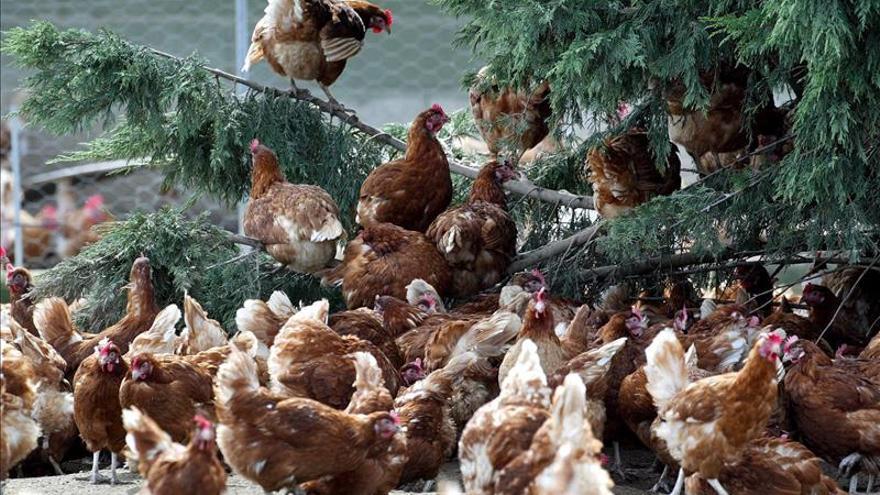 Detectado un nuevo brote de gripe aviar en una granja de gallinas de Italia 
