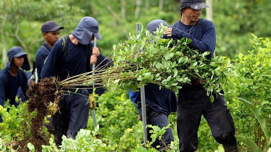 EE.UU. reporta que Colombia tiene sembradas 188.000 hectáreas de coca, cifra récord