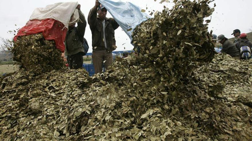 Las FARC proponen estimular usos lícitos de cultivos de coca con control estatal