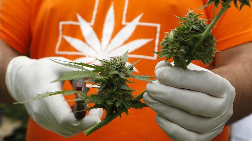Incautan 75.000 plantas de cannabis en Villarrobledo,el mayor alijo de España