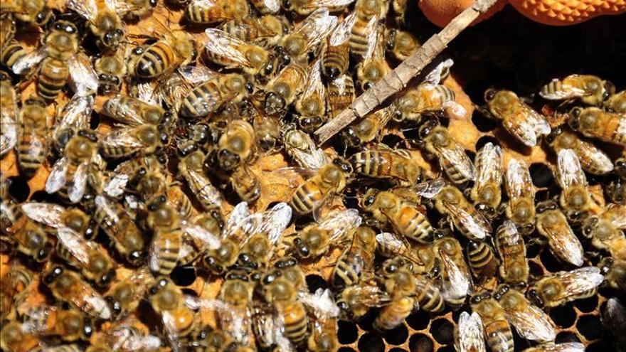 Retiran una colmena de abejas con 60.000 ejemplares de un colegio de Alicante