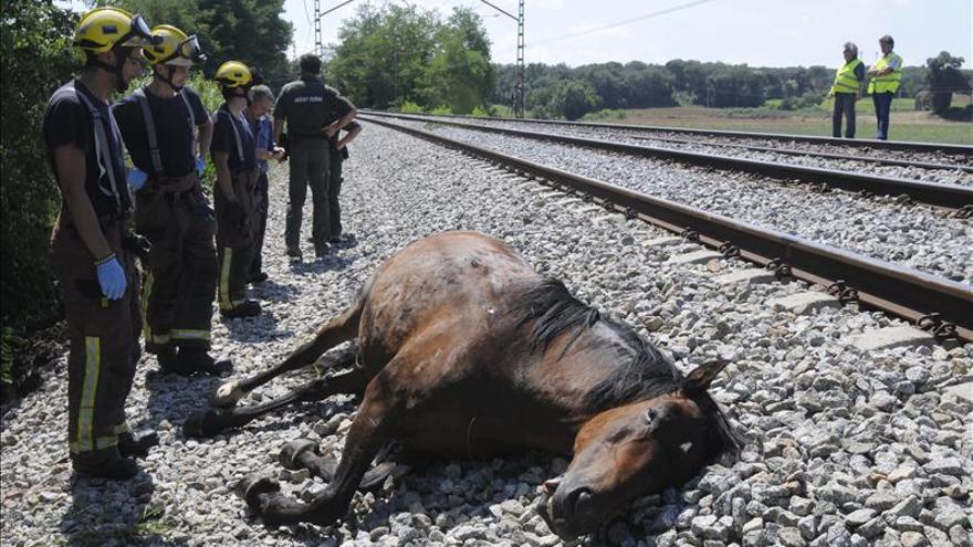 caballos-muertos-atropellados-tren_EDIIMA20130822_0485_4.jpg
