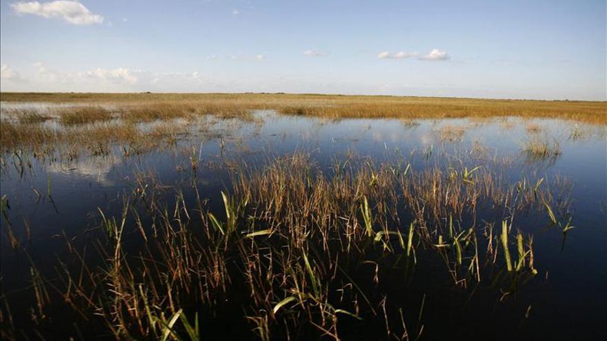 El cambio climático causa la expansión de los manglares en Florida