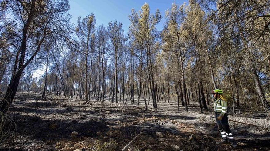 Controlado el incendio forestal de Retuerta del Bullaque, cerca de Cabañeros