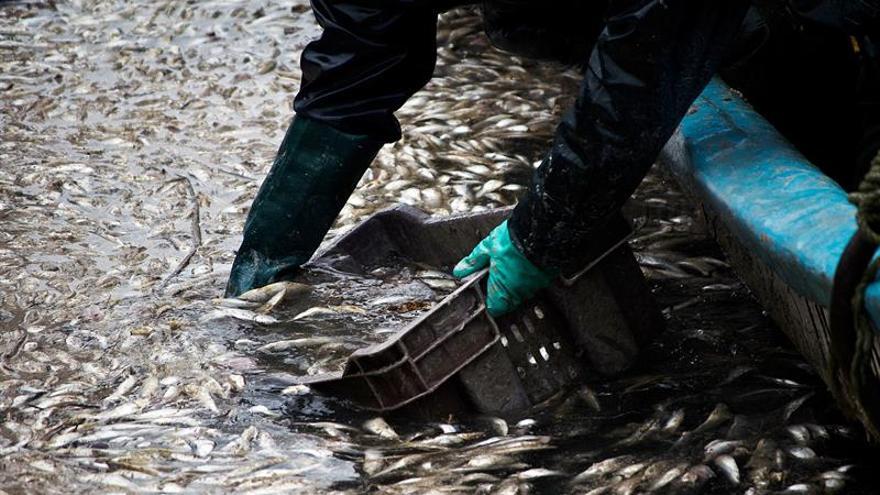 Expertos estudian las causas de la muerte masiva de sardinas en Chile