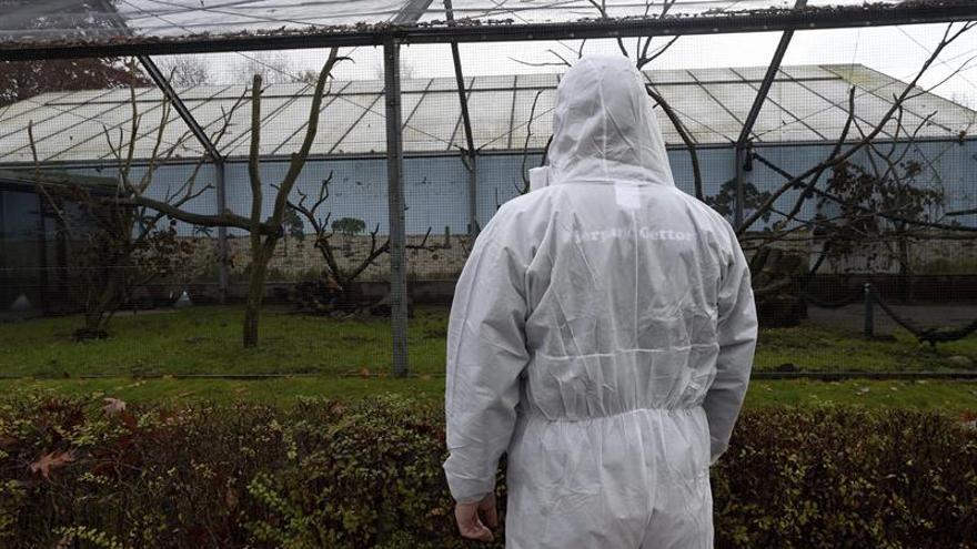 Francia sube a 'elevado' el riesgo de gripe aviar por las granjas infectadas