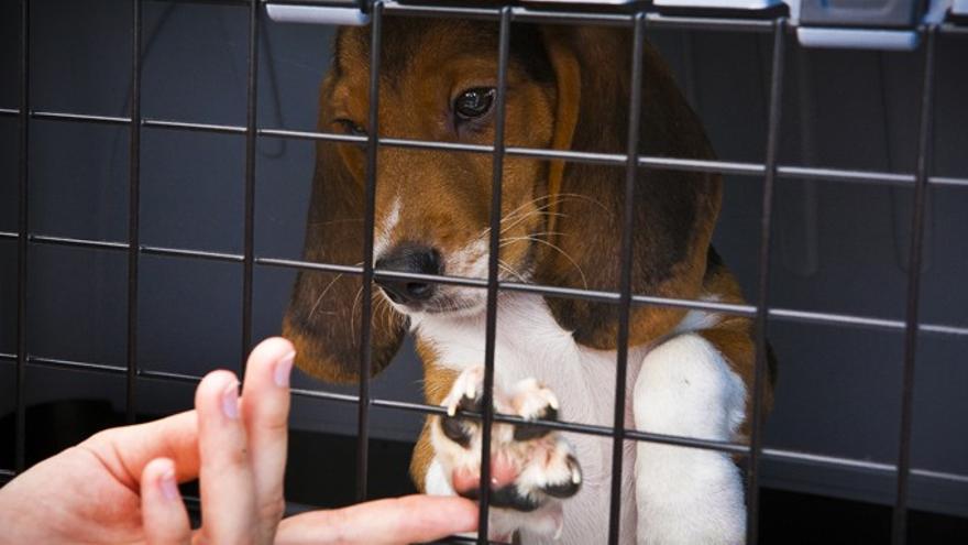 Uno de los perros beagle liberado de Green Hill. Foto: Lega Antivivisezione (LAV)