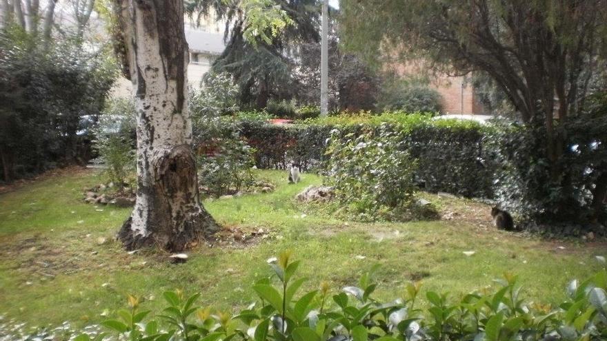 Jardín comunitario con una colonia felina en el distrito de Salamanca (Madrid). Foto: S.P.A.P.