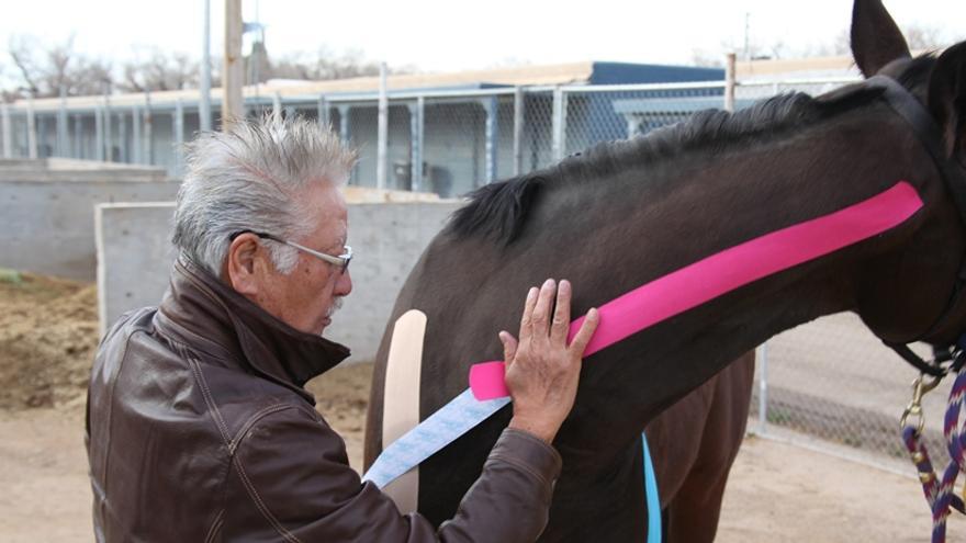 El doctor Kenzo Kase coloca una de sus vendas en un caballo / Foto: Kinesiotaping.com