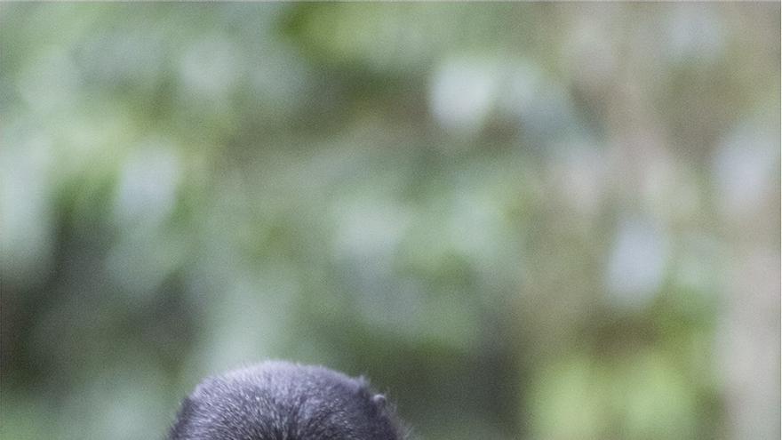 Un cercopiteco de L'Hoest masticando una de las cuerdas en los bosques de Bwindi (Uganda) / T.S. Evans