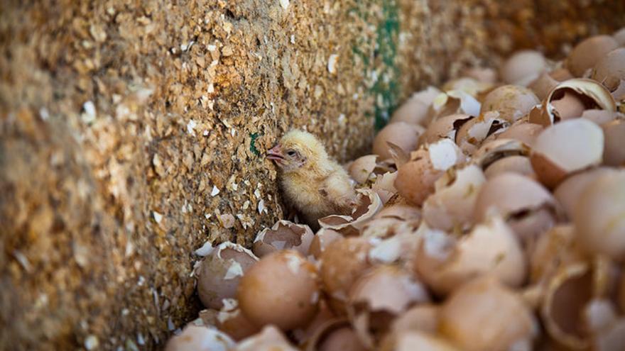 Pollo descartado en una explotación avícola /Igualdad Animal
