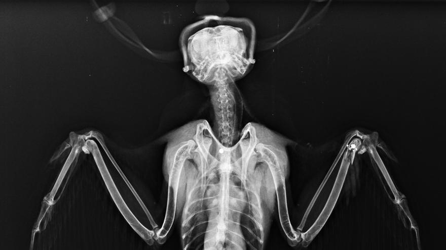 Radiografía de un halcón peregrino con perdigones / Grefa.