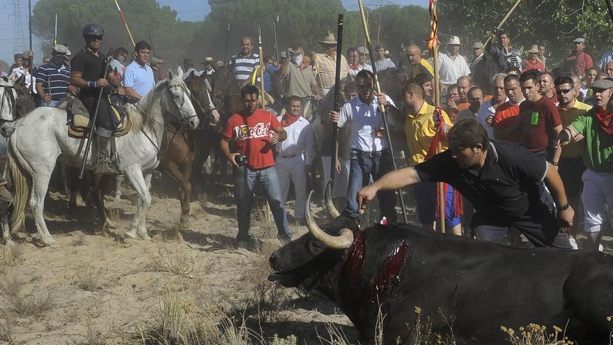 El 'Toro de la Vega' se celebra cada mes de septiembre en Tordesillas