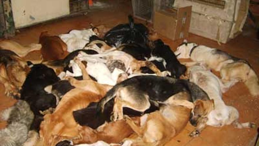 Un empresario acusado de maltrato animal se hace con la recogida de perros en Algeciras, La Línea y Los Barrios 