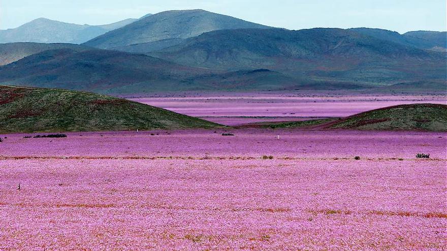 La inusual floración del desierto de Atacama (Chile)