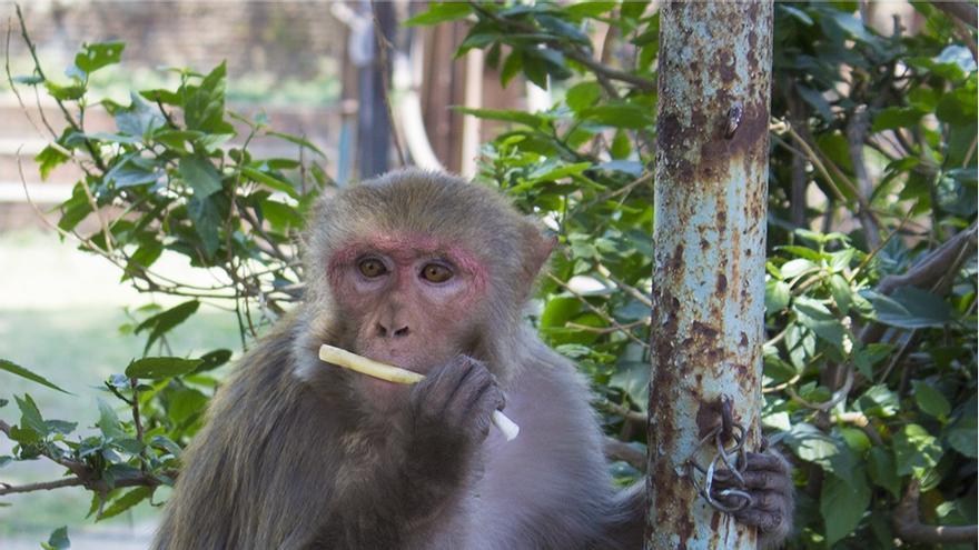 Un macaco en el templo de Thapatali (Nepal) / T.S. Evans