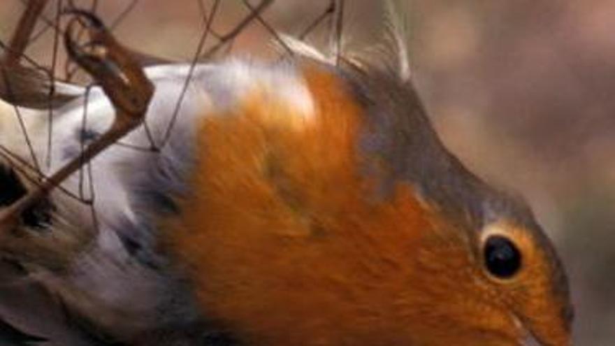 EL silvestrismo atrapa pájaros en redes para usarlos en concursos de canto.