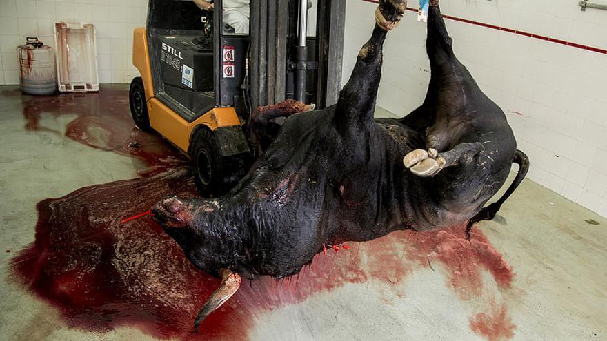 Uno de los toros víctima de los festejos de Sanfermines./ @Tras_los_Muros