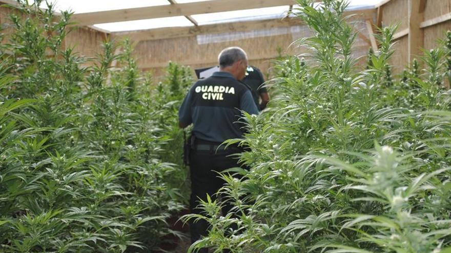 Tres detenidos por cultivar 20.000 plantas de marihuana en Alcaraz.