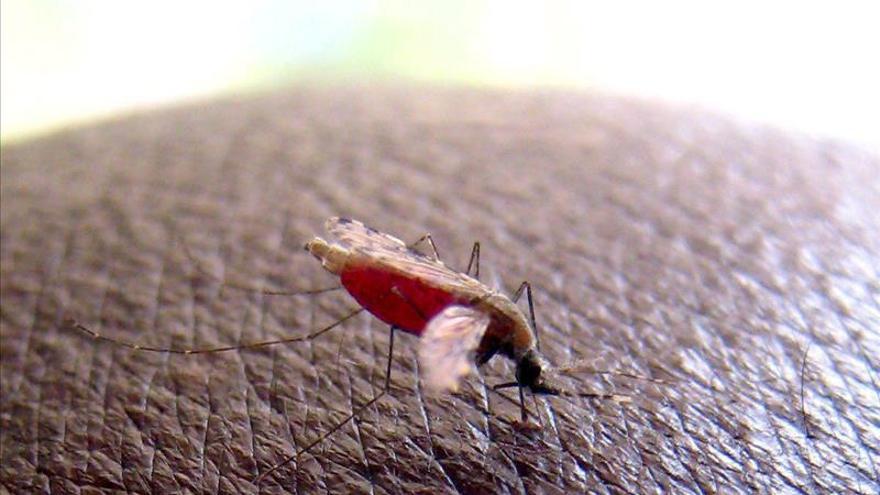 Descubren una mutación que "inmuniza" al mosquito de la malaria contra el DDT