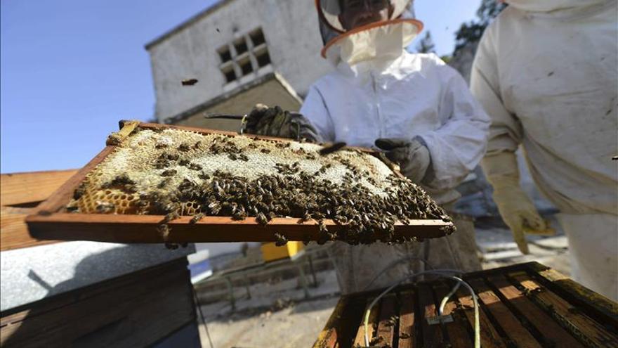Las abejas de la miel provienen de Asia y no de África, según un estudio