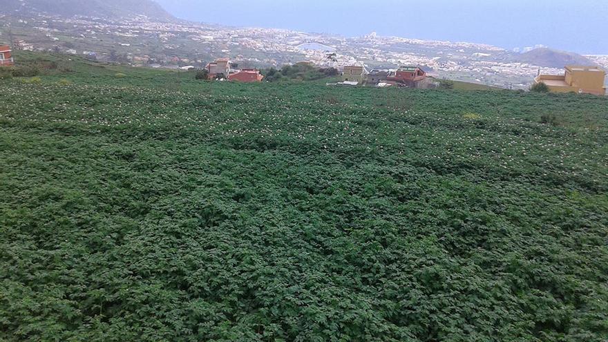 Parcela sembrada de papa en los altos de La Orotava, en el barrio de Benijos (Canarias Ahora)