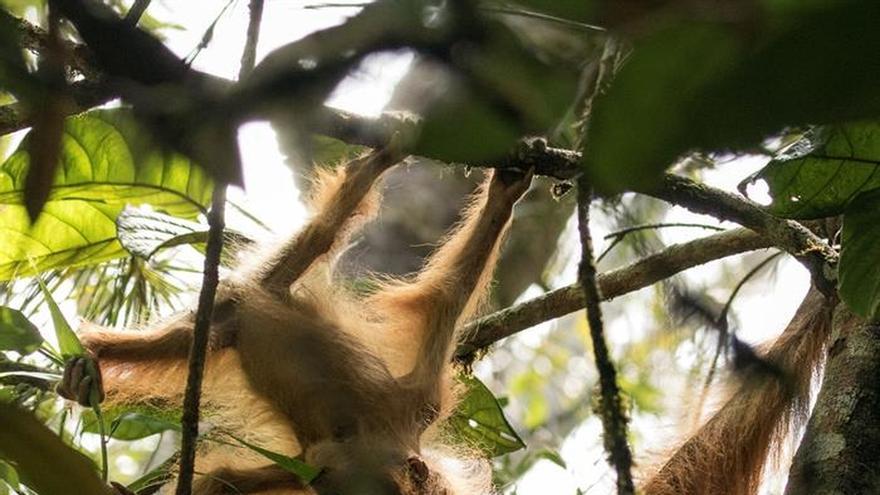 Descubren en Sumatra un nuevo tipo de orangután hasta ahora desconocido