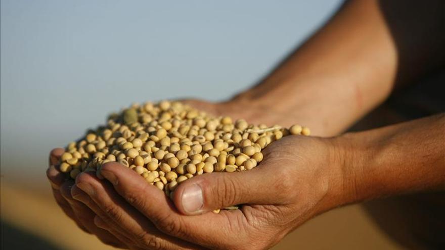 La soja, cultivo estrella de Argentina, pregona malas noticias para el Gobierno