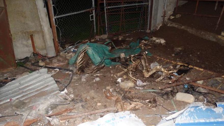 Cadáveres y huesos de animales entre chatarra y desperdicios / ONG Refugio del Burrito
