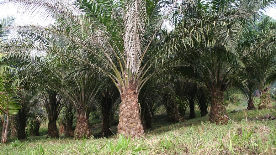Plantación de palma africana o aceitera.