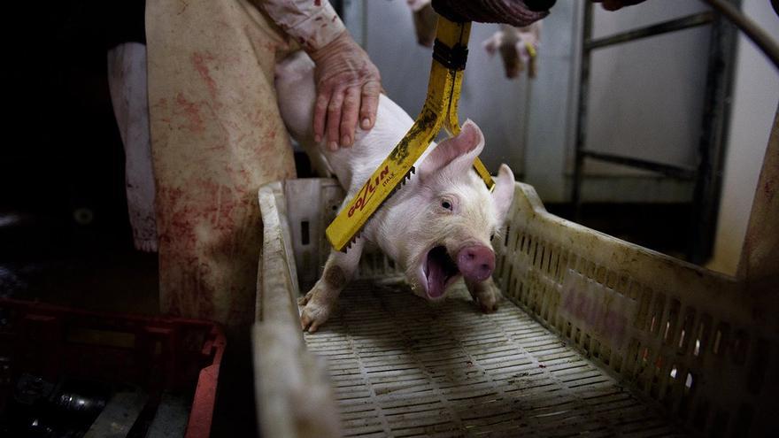 Un cerdo de apenas 20 días es electrocutado en un matadero.