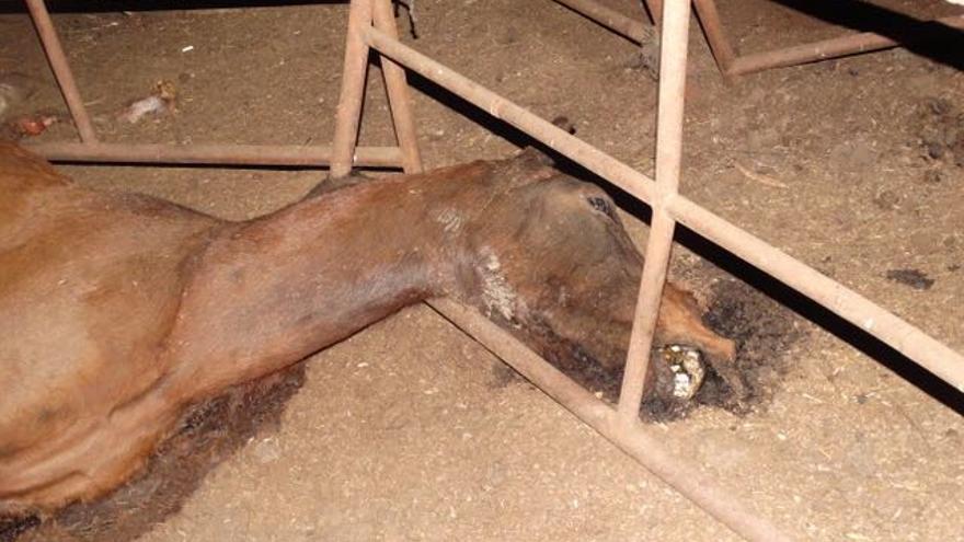 Uno de los caballos muertos en la finca / ONG Refugio del Burrito
