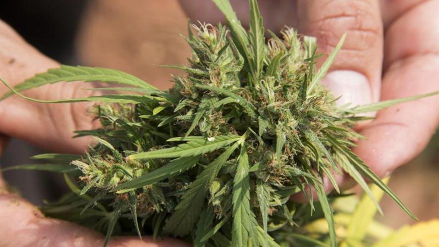 El Tribunal de Canadá considera ilegal prohibir cultivar marihuana a pacientes