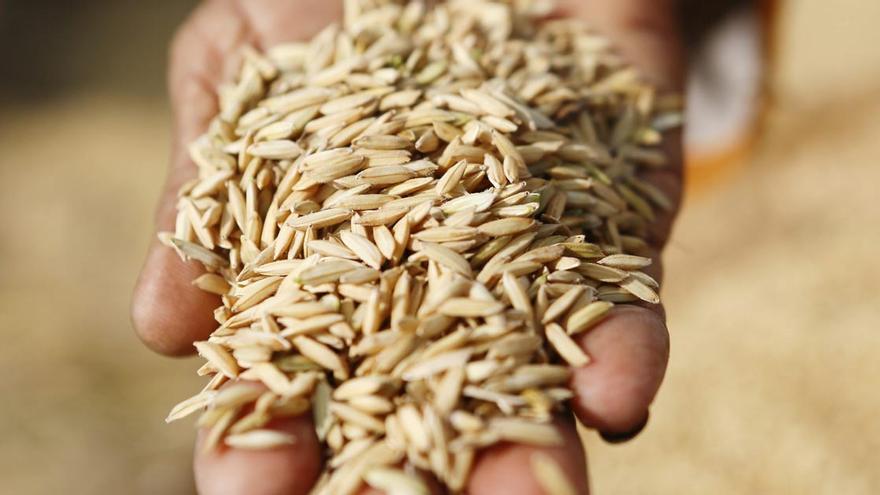 El arroz es el cereal que más arsénico acumula / EFE